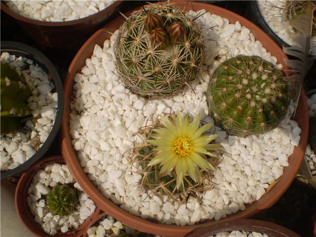kaktus